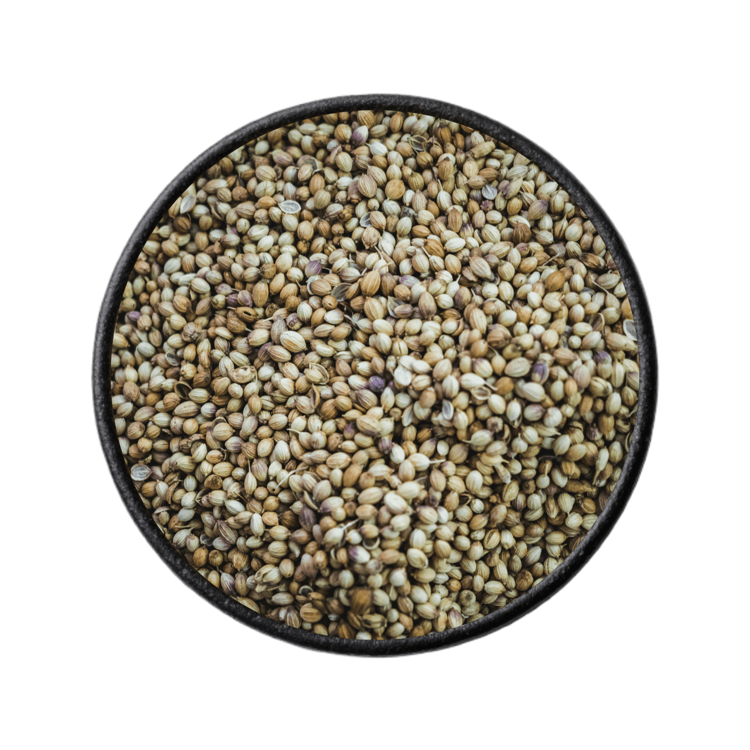 Coriander seed supplier